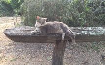 Billeder fra gæster i Val di Coreto