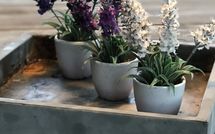 Billeder fra gæster i Villa Flora