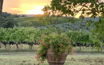 Billeder fra gæster i Vittoriana