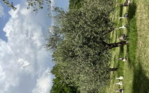 Billeder fra gæster i Podere la Torre