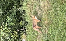 Billeder fra gæster i Alpe