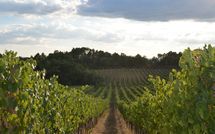 Billeder fra gæster i Podere Il Doccio