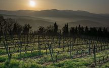 Billeder fra gæster i Tenuta