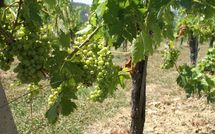 Billeder fra gæster i Fattoria di Quercia al Poggio