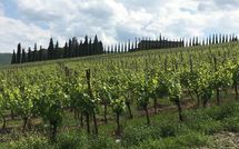 Billeder fra gæster i Casalta di Pesa