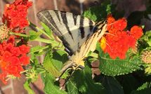 Billeder fra gæster i Casa Fiora