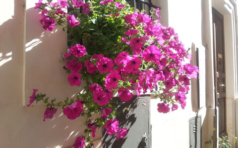 Diamonds & Rust: Blomst, Plante, Lyserød, Blomsterkrukke, Magenta, Bougainvillea, Blomstrende Plante, Altan, Stueplante, Arkitektur