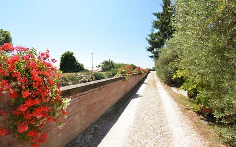 Casa Romana: Rød, Træ, Blomst, Vej, Forår, Plante, Lane, Botanik, Walkway, Busk