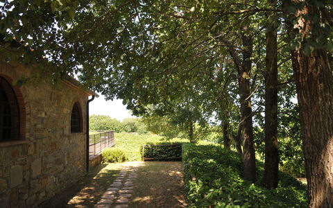 Agriturismo la Papessa: Plante, Vindue, Blad, Træ, Naturlige Landskab, Vejbelægning, Skygge, Sollys, Vegetationen, Græs
