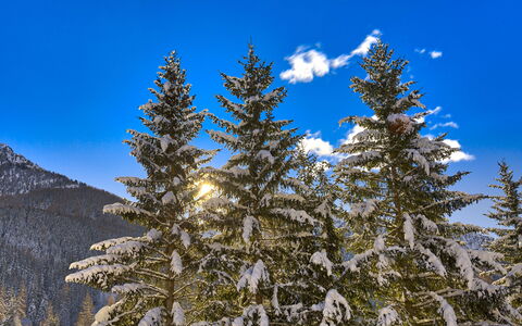 The Twins Apartment - Champoluc: Træ, Shortleaf Black Spruce, Balsam, Sugar Pine, Larix Lyalliisubalpine Lærk, Sne, Klitfyr, Oregonpine