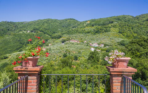 Villa Roncovisi: Vegetationen, Ejendom, Træ, Naturreservat, Blad, Botanik, Have, Bakke, Ejendom, Hus