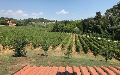 Il Sogno Tra i Vigneti: Vineyard, Landbrug, Plantation, Afgrøde, Mark, Plante, Farm, Landdistrikt, Træ