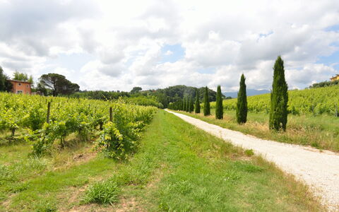 Il Sogno Tra i Vigneti: Natur, Land Lot, Grøn, Vegetationen, Naturlige Landskab, Naturligt Miljø, Træ, Mark, Himmel, Græs