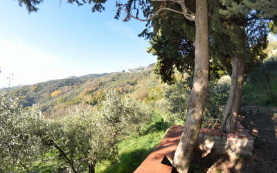 La Cipressa