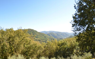 Vignoli