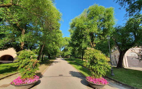 Casina Bella Di Lucca: Blad, Træ, Grøn, Natur, Afdeling, Vejbelægning, Vegetationen, Busk, Offentlige Rum, Færdselsåre