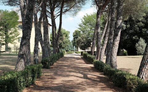 Luna Di Cortona: Træ, Naturlige Landskab, Vedplante, Walkway, Botanik, Græs, Plante, Græsfamilien, Vej, Parkere