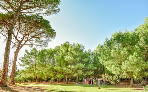 Masseria Lentisco: Træ, Naturlige Landskab, Natur, Grøn, Vegetationen, Daytime, Naturligt Miljø, Græs, Himmel, Vedplante
