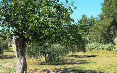 Peschici 653