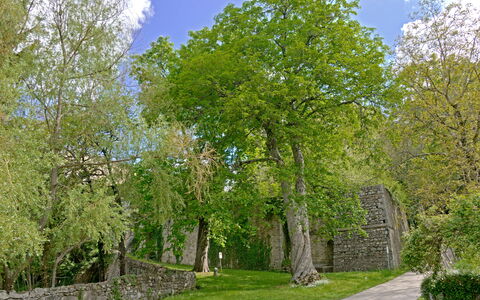 Casa Di Giulio: Blad, Træ, Græs, Afdeling, Væg, Natur, Grøn, Vegetationen, Busk, Stenmur