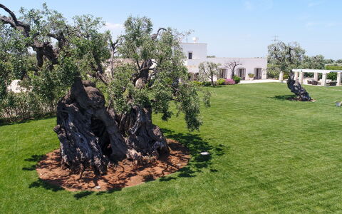 Masseria Villa Il Frantoio: Træ, Græs, Rots, Biome, Vedplante, Land Lot, Lawn, Plante, Landscaping