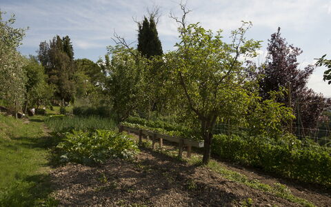 Tenuta Cambiano: Træ, Vegetationen, Naturlige Landskab, Plante, Naturligt Miljø, Vedplante, Busk, Land Lot, Plantesamfund, Græs
