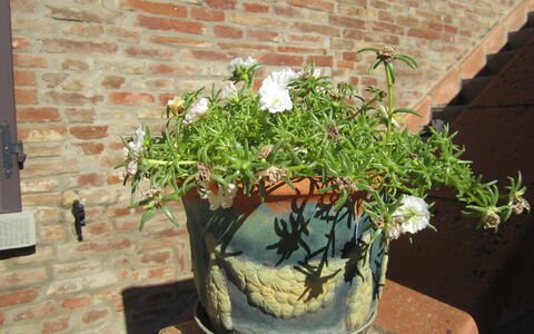 Casale Valdichiana: Blomsterkrukke, Stueplante, Plante, Blomst, Botanik, Urt, Træ, Busk, Blomstrende Plante