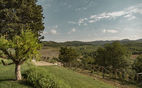Villa Pianvecchio: Træ, Land Lot, Landdistrikt, Græs-, Cumulus, Busk, Dal, Eng, Mark, Pasture