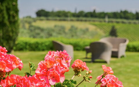 Villa Sole Del Chianti: Blomst, Plante, Kronblad, Grøn, Natur, Naturligt Miljø, Naturlige Landskab, Træ, Vegetationen, Græs