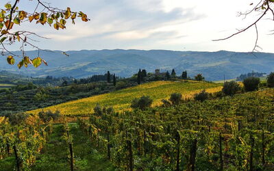 Lamore di Carla - Greve in Chianti, Toscana, Italien