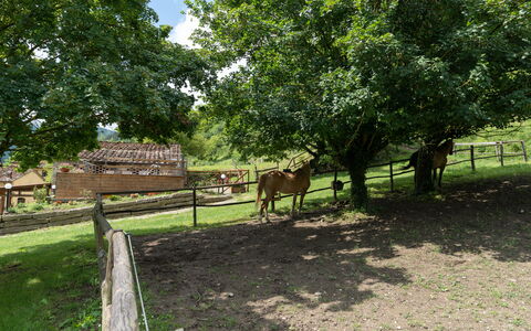 Locanda Di Alberi Without Kitchen: Hest, Plante, Hvirveldyr, Træ, Hegn, Naturlige Landskab, Land Lot, Træ