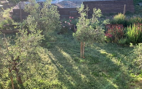 Alice - Podere Ribatti - Casole D'elsa, Toscana: Plante, Plantesamfund, Naturlige Landskab, Træ, Land Lot, Vindue, Græs, Køretøj, Græs-, Bunddække