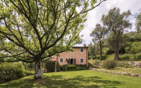 La Casa Dei Limoni, Camaiore, Pet Friendly, Wifi: Træ, Græs, Blad, Afdeling, Vegetationen, Busk, Hus, Landdistrikt, Land Lot