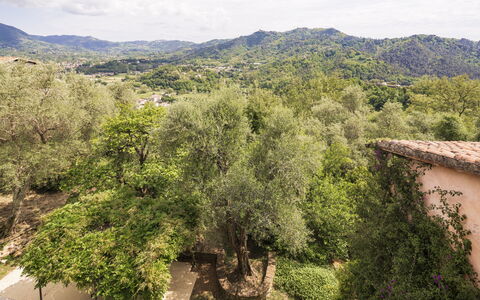 La Casa Dei Limoni, Camaiore, Pet Friendly, Wifi: Træ, Blad, Natur, Naturligt Miljø, Vegetationen, Afdeling, Bakke, Landdistrikt, Plantesamfund, Forår