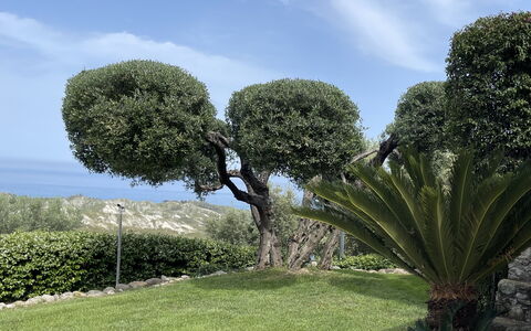 Villa Acquaro, Santa Caterina Dello Ionio, Pool, A: Blad, Vegetationen, Busk, Vedplante, Have, Hæk, Landscaping, Botanisk Have, Evergreen