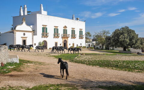 Masseria Tagliente: Himmel, Bygning, Plante, Sky, Land Lot, Græs, Træ, Landdistrikt