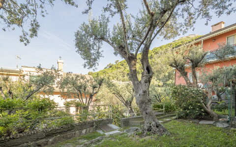 Pieve Ligure Seaside View, Wifi: Blad, Afdeling, Vegetationen, Busk, Forår, Kvist, Have, Estate, Gård, Landscaping