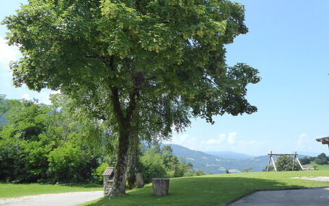 Baita Tersilia Mountain And Lake, Veneto: Træ, Blad, Vedplante, Evergreen