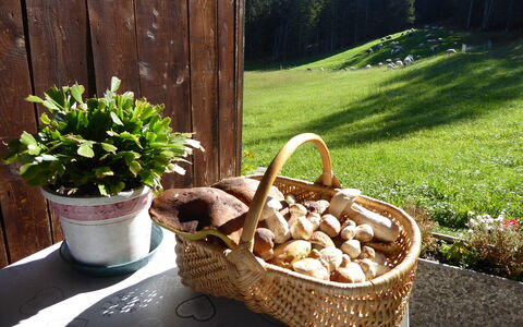 Baita Mountain View Pale San Martino: Kurv, Blomsterkrukke, Wicker, Mad, Serveware, Fremstille, Svamp, Stueplante