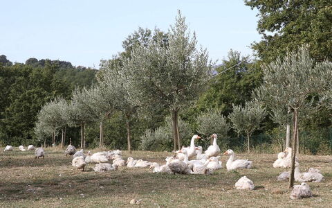 Podere dei Limoni: Træ, Plantesamfund, Bagagerum, Naturreservat, Vedplante, Pasture, Eng