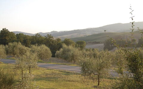 Santo Stefano: Træ, Naturligt Miljø, Vegetationen, Naturlige Landskab, Græs-, Bakke, Plantesamfund, Busk, Økoregion, Almindeligt