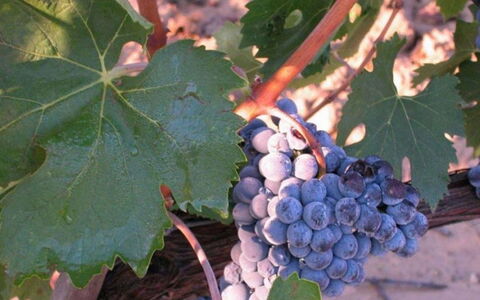Mulino della Frateria: Frugt, Fremstille, Mad, Naturlige Fødevarer, Vineyard
