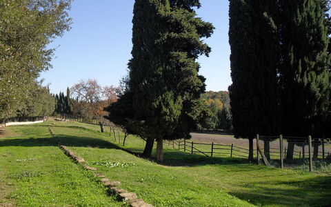 Villa Antonella: Træ, Græs, Blad, Naturligt Miljø, Busk, Bagagerum, Vedplante, Have, Eng, Landscaping