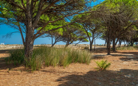 Budoni Homes Seaside, Ac And Bike: Vegetationen, Økoregion, Landskab, Plantesamfund, Almindeligt, Land Lot, Jord, Vedplante, Sand