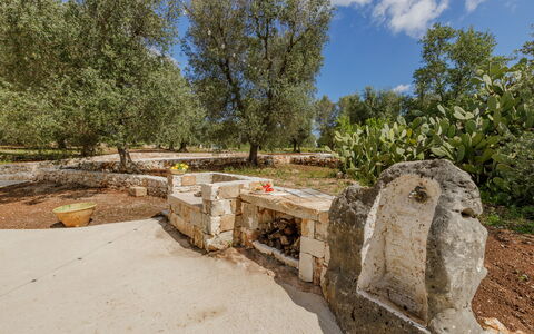 Trullo Quattro Carrini: Træ, Bagagerum, Vedplante, Have, Jord, Landscaping, Skygge