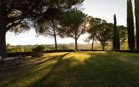 Green Hill Apartment In Tuscan Countryside: Træ, Græs, Natur, Blad, Afdeling, Landskab, Land Lot, Almindeligt, Bagagerum, Sollys