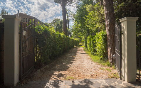 Casa Carla: Blad, Grøn, Natur, Vegetationen, Busk, Have, Sollys, Skygge, Forår, Sti