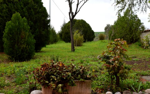 Casa Carletto, Abruzzo: Blad, Busk, Have, Plantesamfund, Vedplante, Landscaping, Urteagtig Plante, Lawn, Backyard