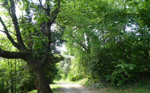 Casa Ballo delle Streghe, Garden, Montebelluna: Blad, Træ, Naturligt Miljø, Grøn, Afdeling, Natur, Vegetationen, Vej, Skov, Sti