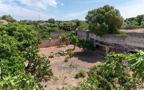 Masseria Lamagrotte By Raro Rooms: Himmel, Træ, Vegetationen, Landskab, Busk, Plantesamfund, Land Lot, Landdistrikt, Jord